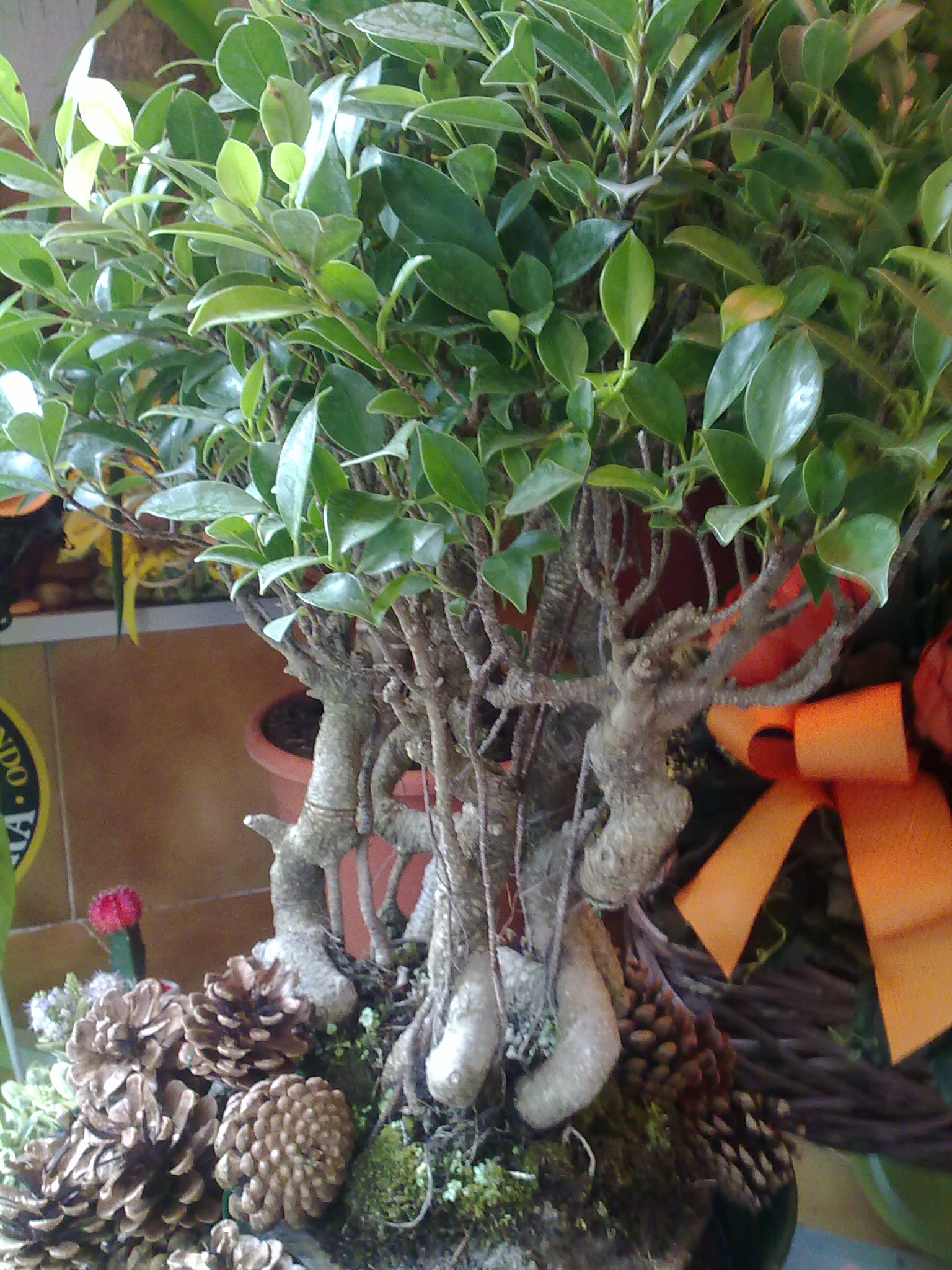 Il bonsai: consigli, domande, risposte e foto di bonsai