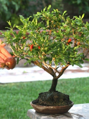 Il melograno, pianta arbustiva - VerdeBlog