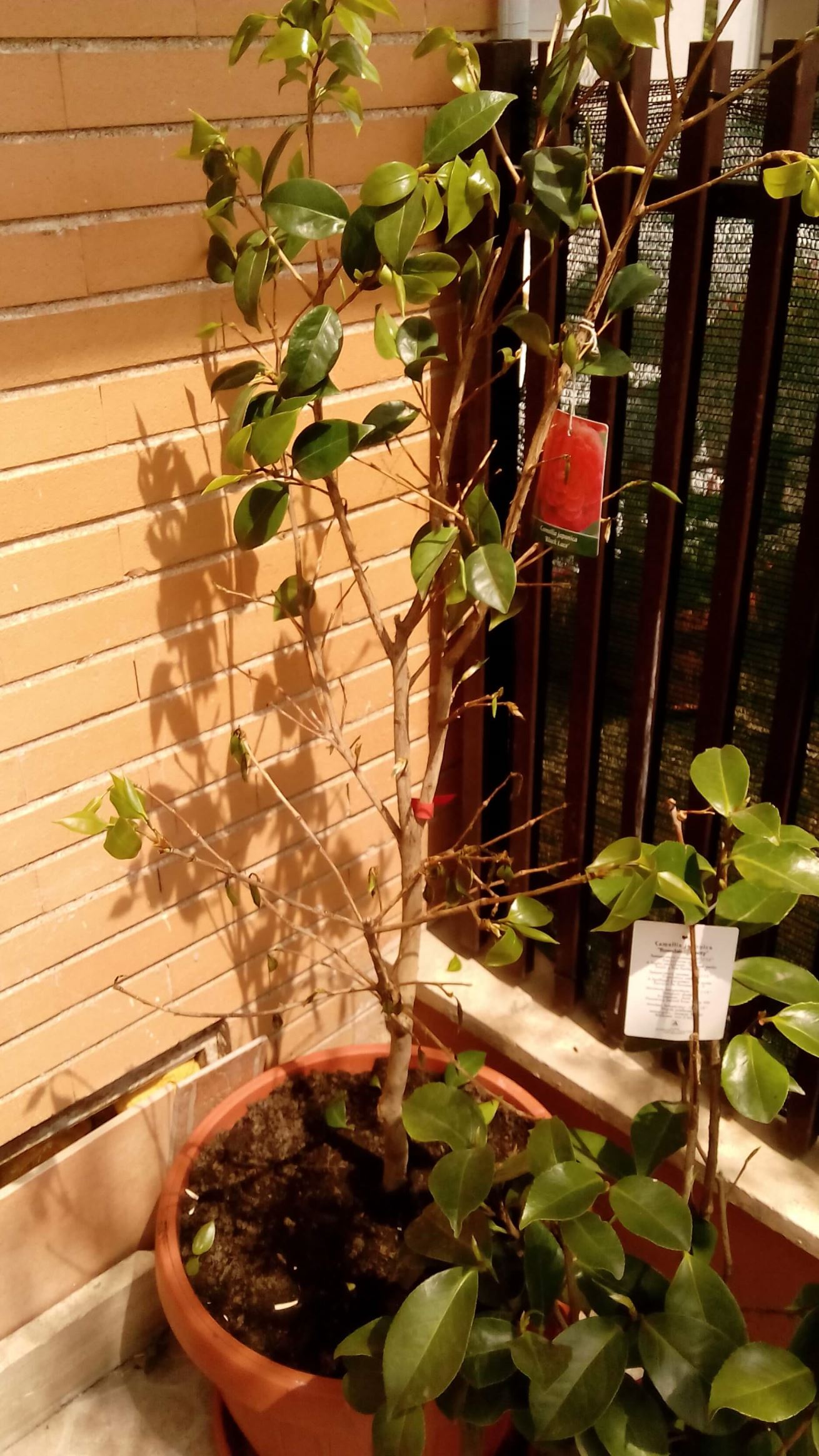 Camelia japonica consigli, domande e risposte su come coltivare ...