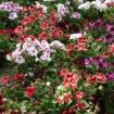 Piante di pelargonio reale