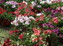 Piante di pelargonio reale