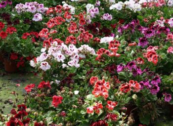 Piante da balcone e terrazza: consigli su quali piante e fiori mettere, in autunno e in estate