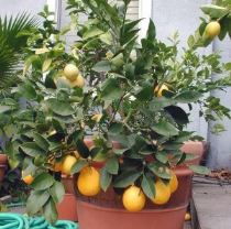 Pianta di limoni