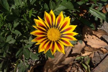 gazania1 Gazania: consigli