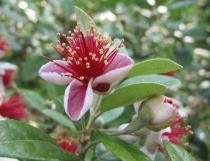 Feijoa_sellowiana