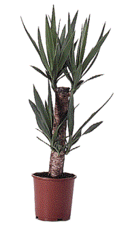La yucca (tronchetto della felicità ) verdeblog Come potare il tronchetto della felicità