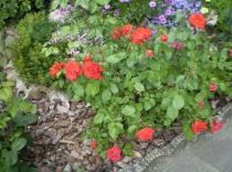 rosa