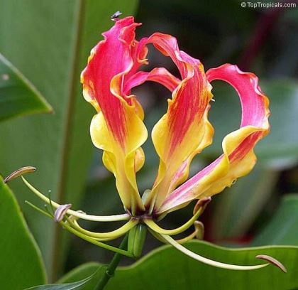 giglio-rampicante La gloriosa (il giglio rampicante)