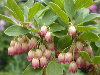 enkianthus Enkianthus, piccole campanelle