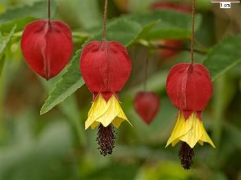 abutilon Abutilon, pianta perenne