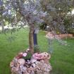 L'ulivo del mio giardino