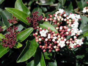 viburnum 10 arbusti a prova di gelate