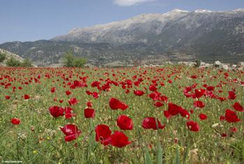 campo-papaveri Papavero, non solo rosso