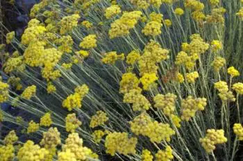 Helichrysum, fiori gialli