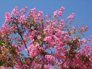 lagerstroemia Lagerstroemia indica, rustica e ornamentale
