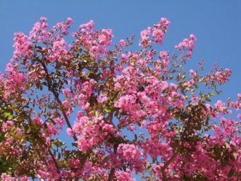 lagerstroemia Lagerstroemia indica, rustica e ornamentale