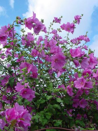 Lavatera, con fiori viola ad imbuto