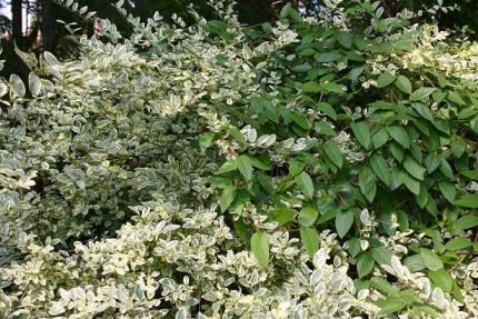 lonicera-japonica Pante per il giardino a crescita rapida