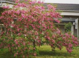 robinia Robinia, bellezza spinosa