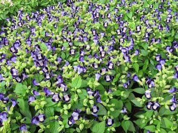 torenia Torenia fournieri, una pianta annuale insolita e piacevole