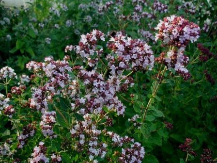 origano Pianta aromatica: l'Origano