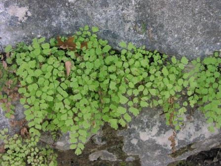 adiantum Adiantum, felce da interni o da esterni