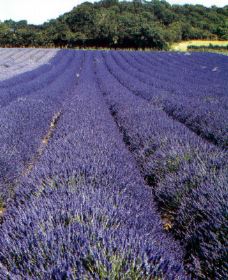 campo di lavanda Un bellissimo campo di lavanda