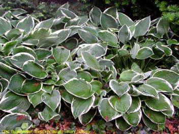 funkia La funkia (hosta sieboldiana)