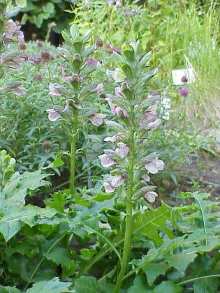 acanto Acanto / Acanthus, pianta ornamentale