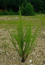 artemisia Consigli di autunno per l’artemisia