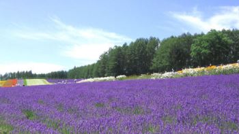 campo-di-lavanda Consigli estivi sulla lavanda