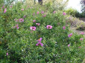 cisto Cisto, fiori per un solo giorno