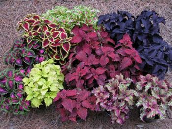 coleus-blumei Coleus blumei, pianta per chi vuole un autunno ricco di colori