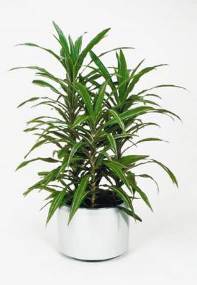 dracena Quale pianta mettere in casa vicino ad un calorifero