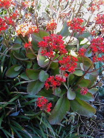 kalanchoe Kalanchoe "tessa", piante ideale per cesti pensili