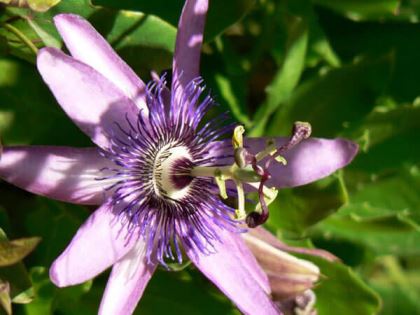 passiflora-imperatrice La passiflora