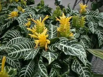 Aphelandra, pianta tropicale d’appartamento