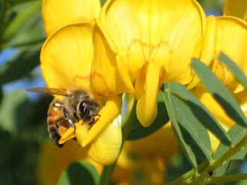 colutea Colutea, un resistente arbusto