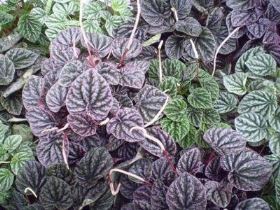 peperomia_caperata Peperomia caperata, per chi vuole accostare piante con foglie di colori diversi