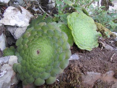 aeonium-tabuliforme Aeonium tabuliforme (pianta grassa)