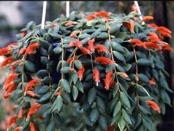 aeschynanthus Aeschynanthus, una verde cascata