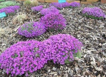 arabis Arabis, pianta per giardini rocciosi