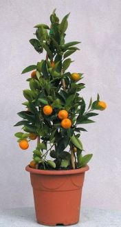 Arancio nano (citrus mitis)