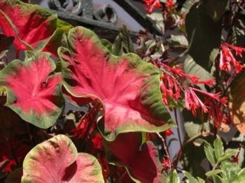 caladio Il caladio variopinto (caladium)