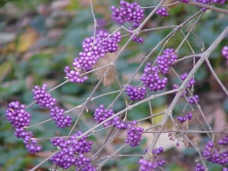 callicarpa-bodinieri-giraldii Callicarpa bodinieri, un tocco di colore nel giardino d'inverno