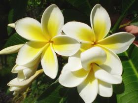 Consigli di marzo per le piante e per la plumeria (frangipani)