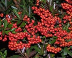 pyracantha Idea per terrazze in fiore: composizione in bacche