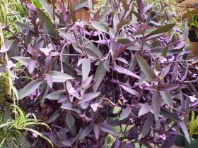 tradescantia Miseria, mille foglie striate (tradescantia)