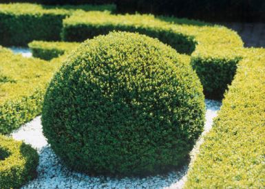 Bosso (buxus sempervirens)