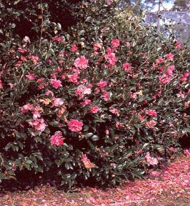 camelia-sasanqua Consigli per avere fioriture anche in inverno